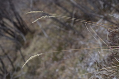 Calamagrostis varia