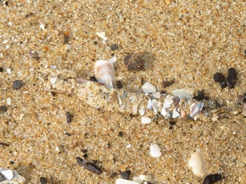 Sand Mason Worm, Wassenaar, NL-ZH, NL, photo 3 of 10