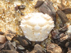 Liocarcinus navigator