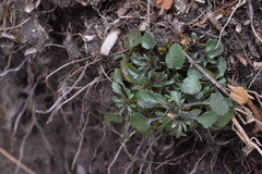 Viola dubyana