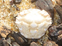 Liocarcinus navigator