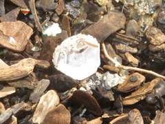 Liocarcinus navigator