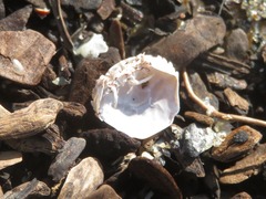 Liocarcinus navigator