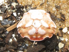 Liocarcinus navigator