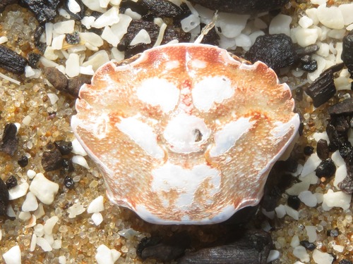 Arch-fronted Swimming Crab, Wassenaar, NL-ZH, NL, photo 10 of 10