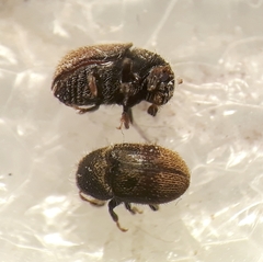 Phloeotribus scarabaeoides