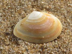 Abra alba