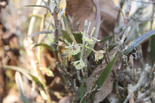 Epidendrum lignosum Lex. 2