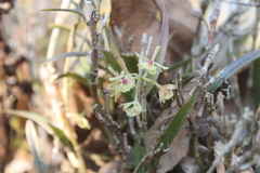 Epidendrum lignosum