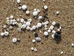 Echinocyamus pusillus