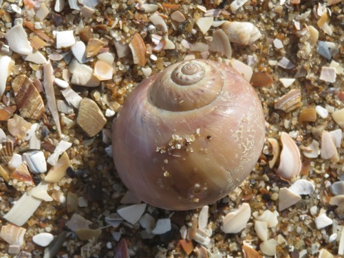 Large Necklace Shell, Wassenaar, NL-ZH, NL, photo 8 of 10