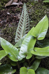 Asplenium sagittatum