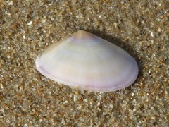 Donax vittatus