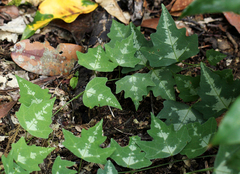 Adenia cissampeloides