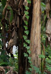 Adenia cissampeloides