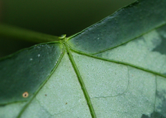 Adenia cissampeloides