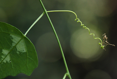Adenia cissampeloides