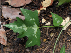 Adenia cissampeloides