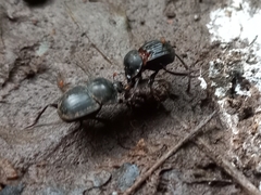 Cephalodesmius armiger