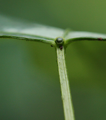 Adenia cissampeloides