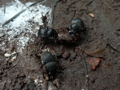 Cephalodesmius armiger