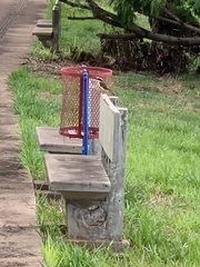 Pitangus sulphuratus