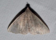 Macrochilo litophora