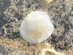 Heteranomia squamula