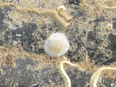 Spirobranchus triqueter