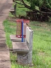 Pitangus sulphuratus