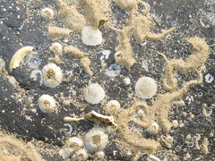 Heteranomia squamula