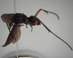 Ceropales bipunctata