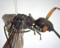 Ceropales bipunctata