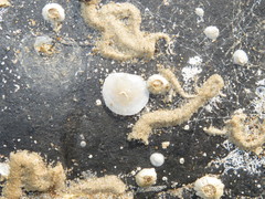 Heteranomia squamula