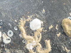 Heteranomia squamula