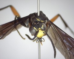 Ceropales bipunctata