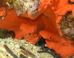 Spirastrella cunctatrix