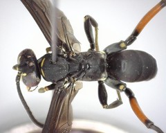 Ceropales bipunctata