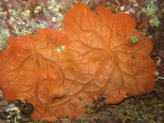 Spirastrella cunctatrix