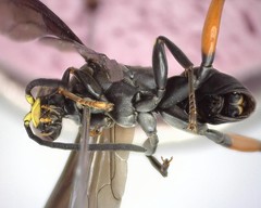 Ceropales bipunctata