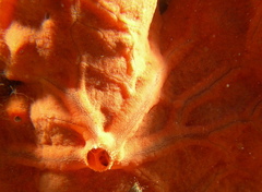 Spirastrella cunctatrix