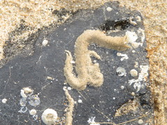 Spirobranchus triqueter