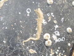 Spirobranchus triqueter