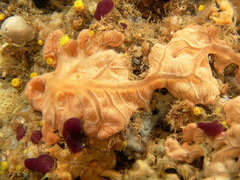 Spirastrella cunctatrix