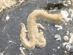 Spirobranchus triqueter