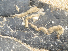 Spirobranchus triqueter