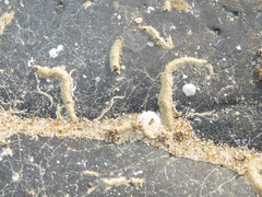 Spirobranchus triqueter