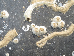 Spirobranchus triqueter