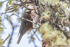 Conirostrum binghami