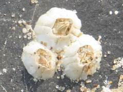 Austrominius modestus